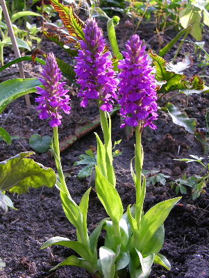 dactylorhiza_foliosa.JPG