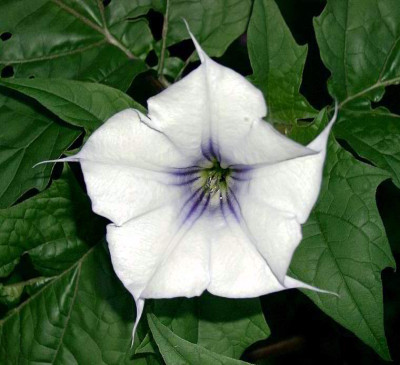07080012_eDatura_stramonium_var.JPG