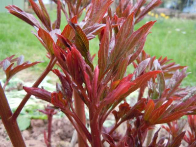 19._april_2012_005.JPG
