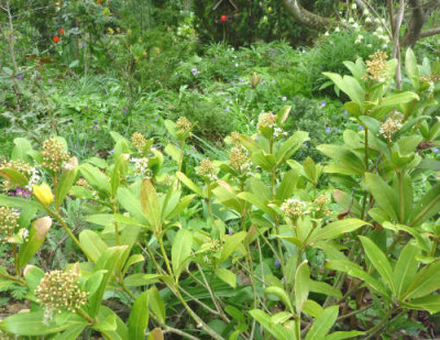 Skimmia_confusa_Kew_Green..jpg