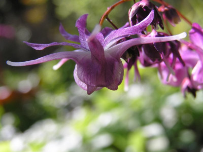 grandiflorum_lilafee.JPG