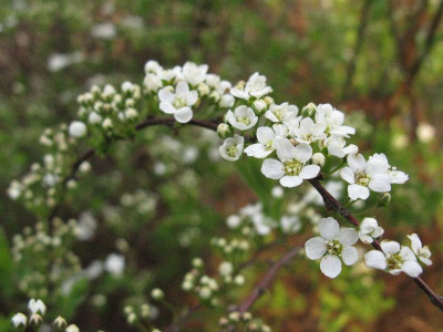 Speraea_cinerea_Grefsheim_Gartenpur.jpg