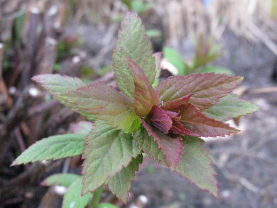 Spiraea_x_bumalda_Froebelii_Gartenpur.jpg