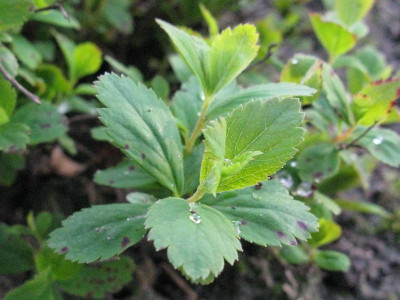Spiraea_decumbens_Gartenpur.jpg
