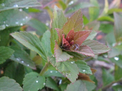 Spiraea_japonica_Manon_Gartenpur.jpg