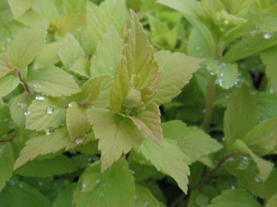 Spiraea_japonica_Golden_Princess_Gartenpur.jpg