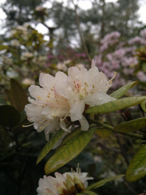 210420123400R.racemosum_Apricot_Beauty.jpg