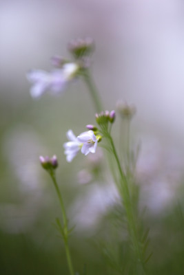 Wiesenschaumkraut-Offenblende-2.jpg