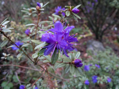210420123402R.polycladum.jpg