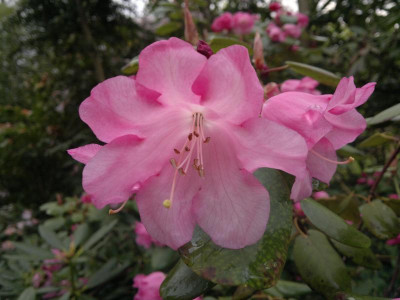 210420123403R.orbiculare_ssp._orbiculare_Hobbie.jpg