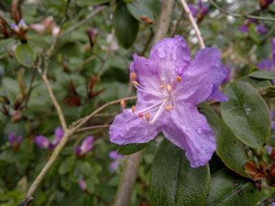 210420123405R.davidsonianum_Lucky_Hit_blue_lavender.jpg