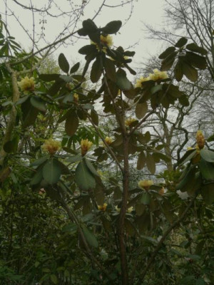 210420123412R.sinofalconeri_CH_7183_Yunnan.jpg