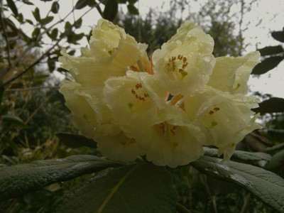 210420123414R.sinofalconeri_CH_7183_Yunnan.jpg
