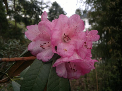 210420123419R.arboreum_ssp.cinnamoneum_var.roseum_Bu_186.jpg