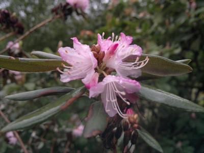 210420123406R.racemosum_rose_dark_edge_Hesse.jpg