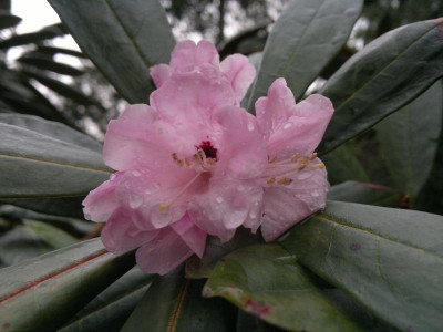 210420123407R_fulvum_H.P.rosa_Form.jpg