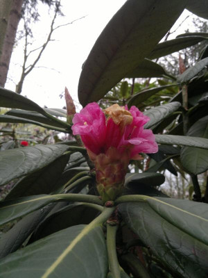 210420123409R.kesangiae_var.kesangiaeCHM_3115.jpg