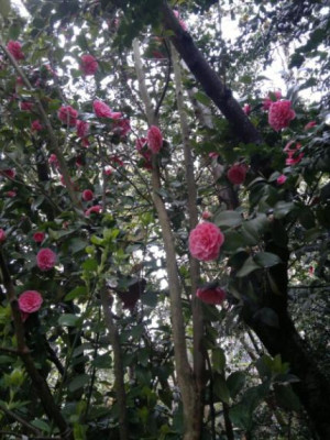 210420123396C.jap.Mrs.Tingley.jpg
