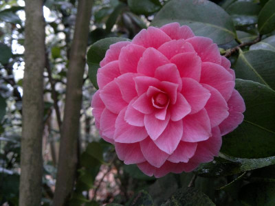 210420123395C.jap.Mrs.Tingley.jpg