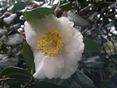 210420123417C.jap.Yukimi_Guruma.jpg