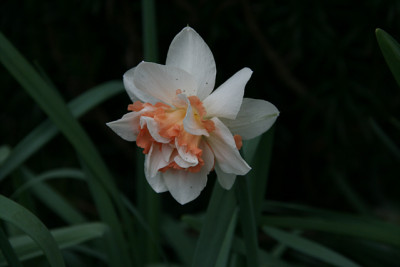 Narzissen2012.jpg