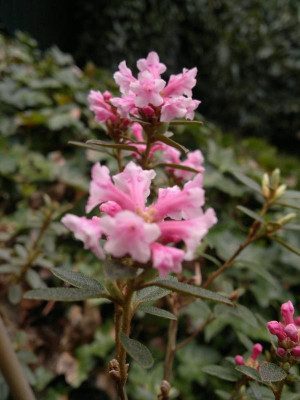 220420123423R.primuliflorum_Doker_La.jpg