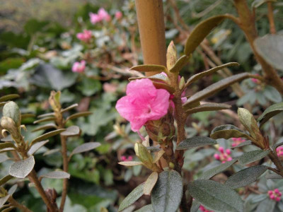 220420123424R.kongboense_Deep_Pink.jpg