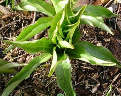 lilium-tsingtauense-axe2012.jpg