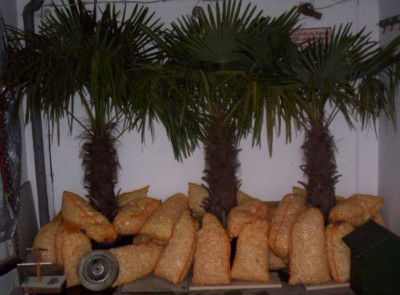 101_5229_Palmen...jpg