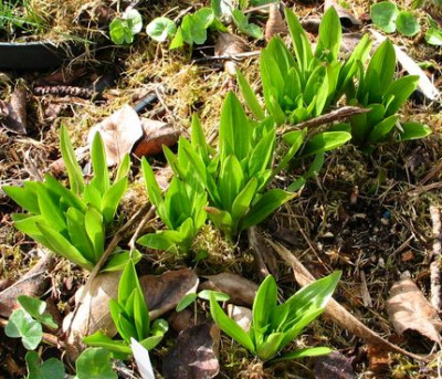 lilium-pardalinum2012.jpg