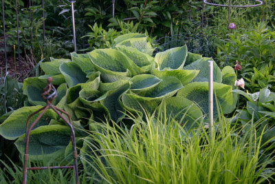Hosta8010a.jpg