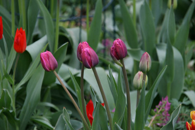 Tulpen8412.jpg