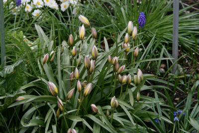 Tulpen8712.jpg