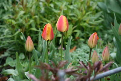 Tulpen8812.jpg