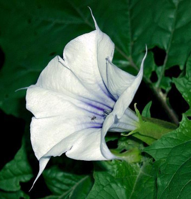 07080011_eDatura_stramonium_var.JPG