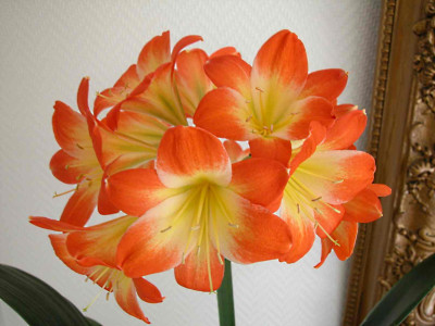 10.1_Klivie_mit_groem_Schlund.jpg