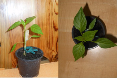 Fireflame_Spitzpaprika_April_2012.JPG