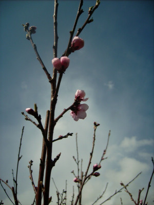 Pfirsich_22.04.2012.jpg