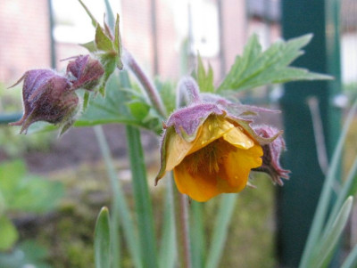 Erstes_Geum_2012_Gartenpur.jpg
