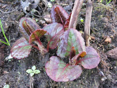 KnoterichGartenpur.jpg