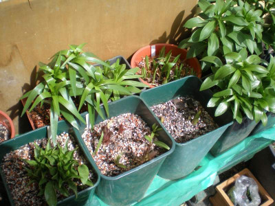 GP_Lilium_2012-04-09.jpg