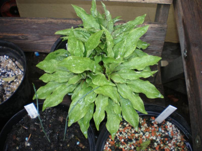 GP_Lilium_tsingtauense_2_2012-04-22.jpg