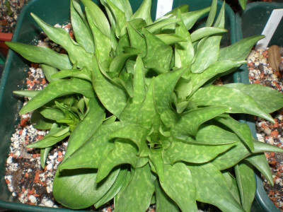 GP_Lilium_tsingtauense_1_2012-04-14.jpg