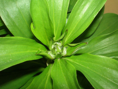 GP_Lilium_martagon_Claude_Shride_2012.jpg