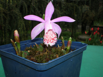 GP_Pleione_limprichtii_2012e.jpg