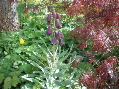 GP_Fritillaria_persica_2012e.jpg