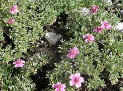 Potentilla_nitida_compacta_2005-05-26.JPG