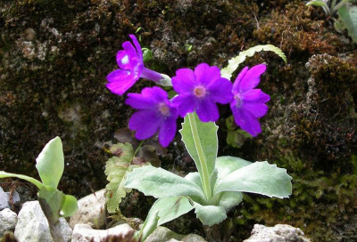 comp_Primula_marginata_21.04.12.jpg