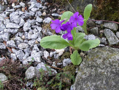 comp_Primula_latifolia_21.04.12.jpg