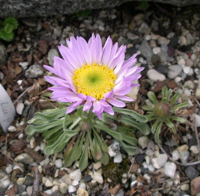 comp_Townsendia_parryi_21.0412.jpg